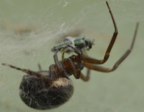 Réf. 232 787 : Steatoda nobilis